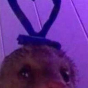 Meet your Posher, Priscilla